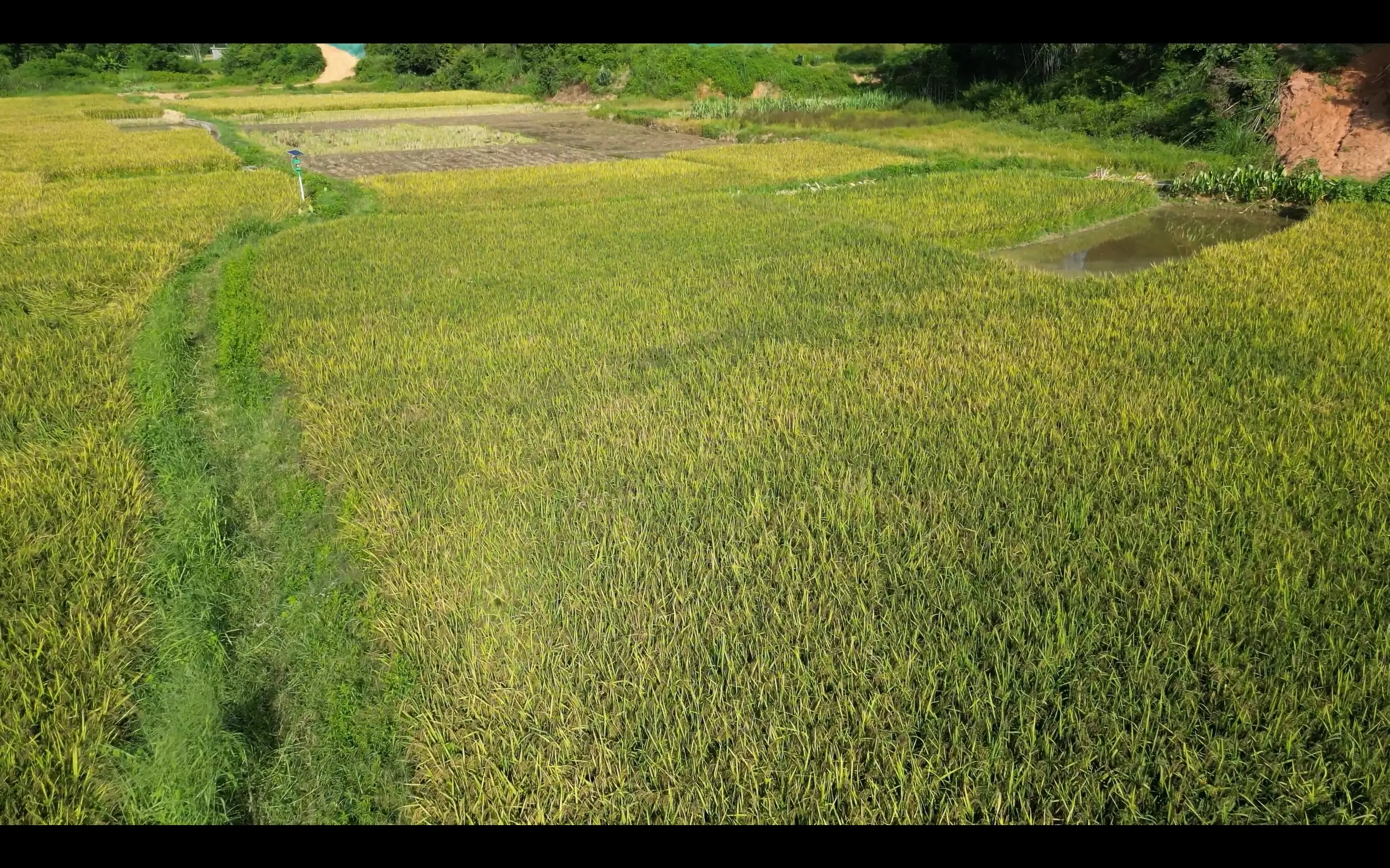 红黑米产业园依山铺开的稻田